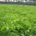 核桃苗二年苗50~100cm