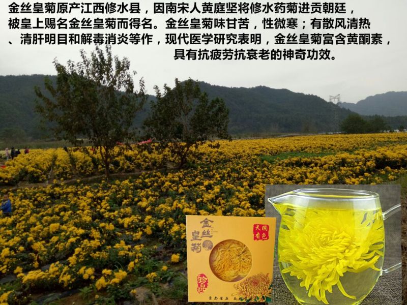 菊花茶