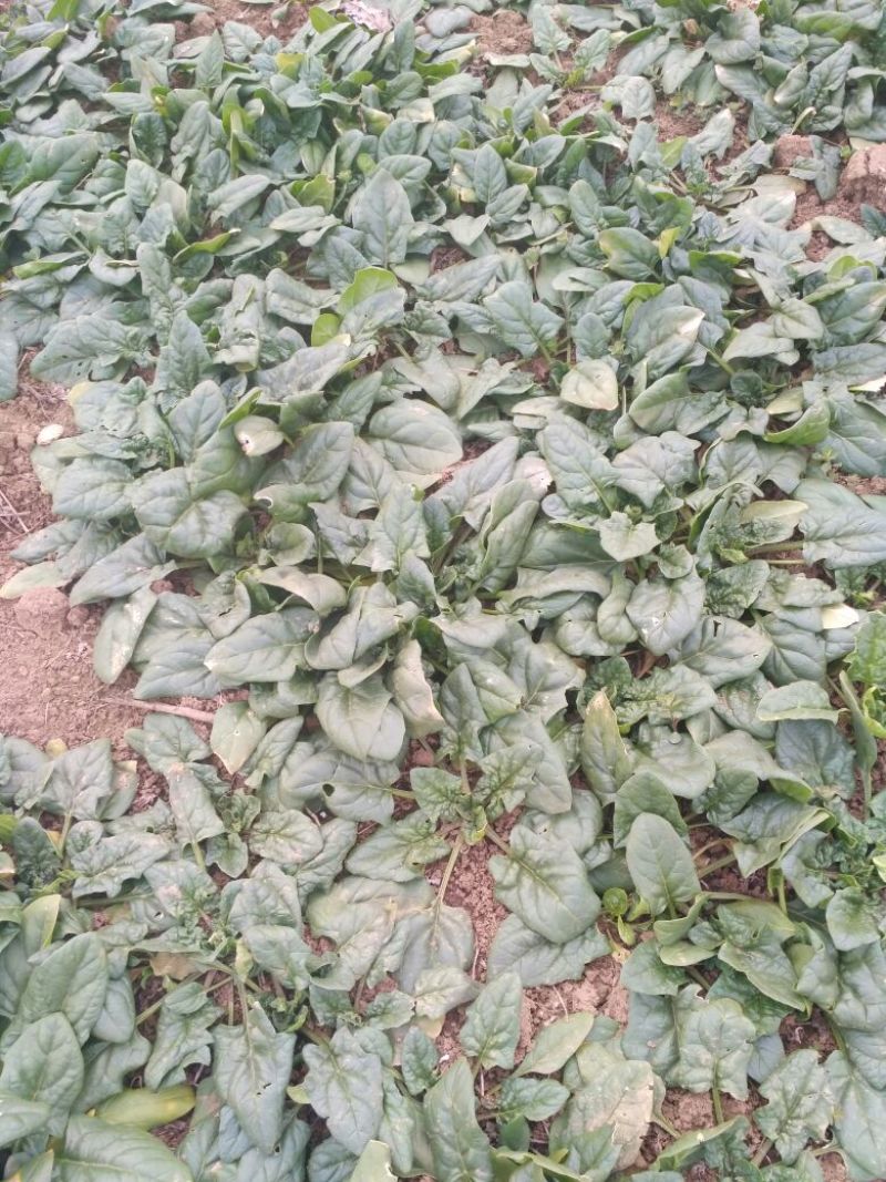 大叶菠菜15~20厘米