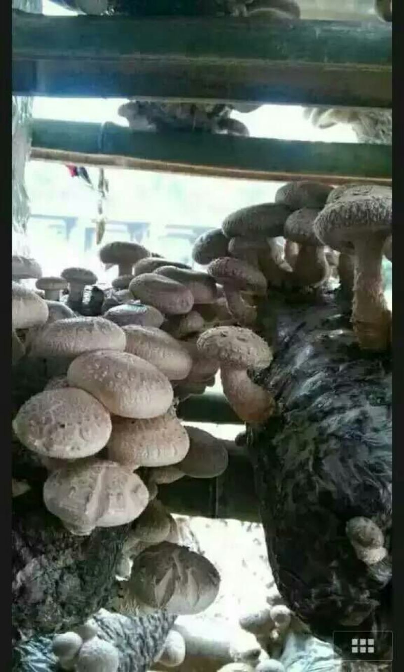 干香菇