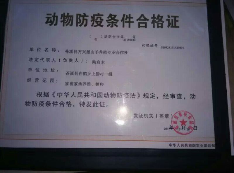 羊仔30~50斤