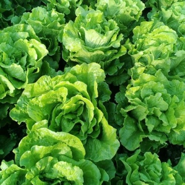 意大利生菜5两~6两