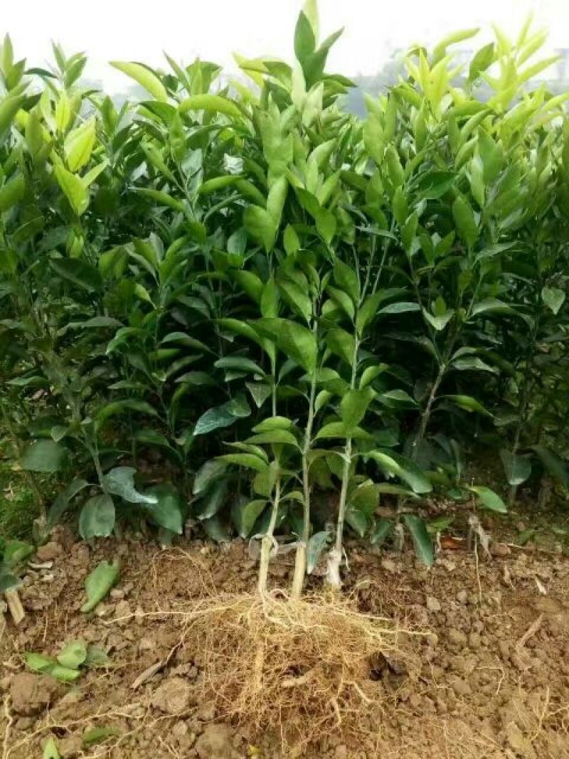 东方红橘苗，质量保证，价格优惠东方红橘苗，质量保证，价格