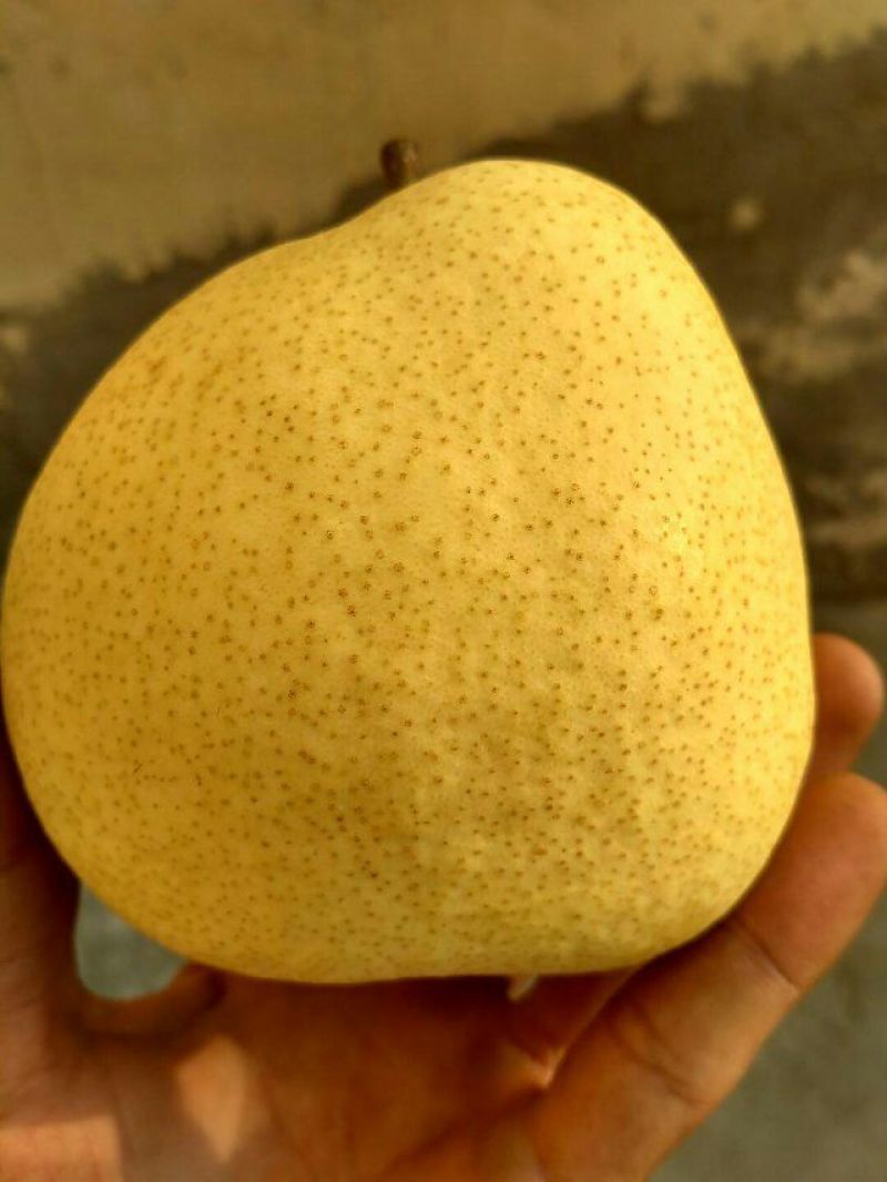 酥梨450~500g纸袋