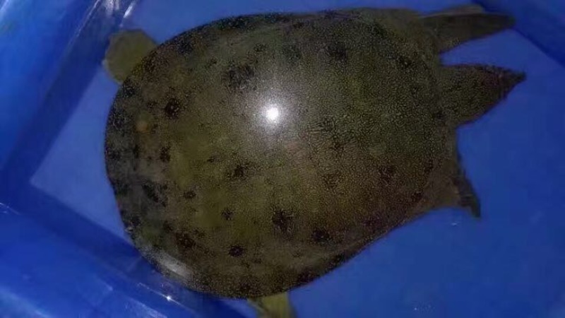 野生甲鱼