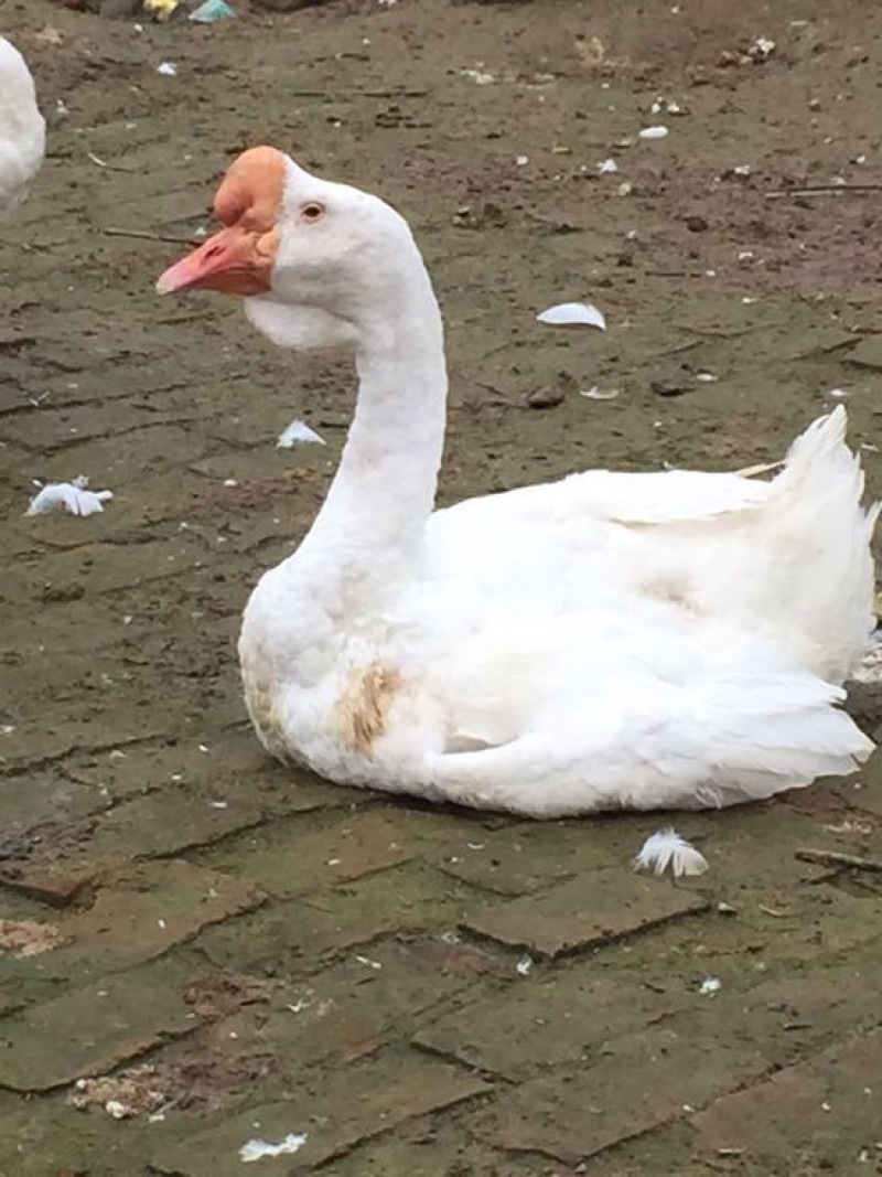 狮头鹅苗