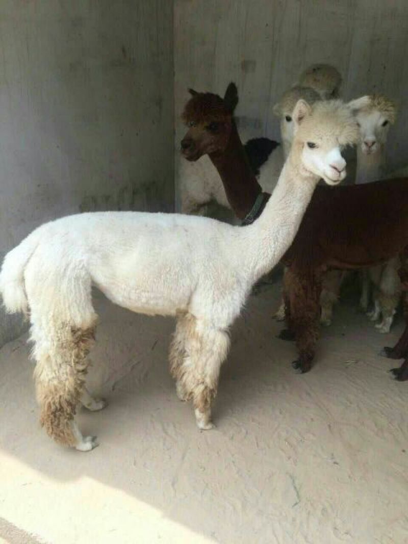羊驼旅游观光展览