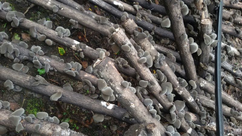黑木耳一级
