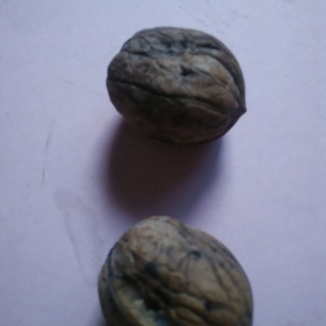 薄皮核桃30mm以上去皮