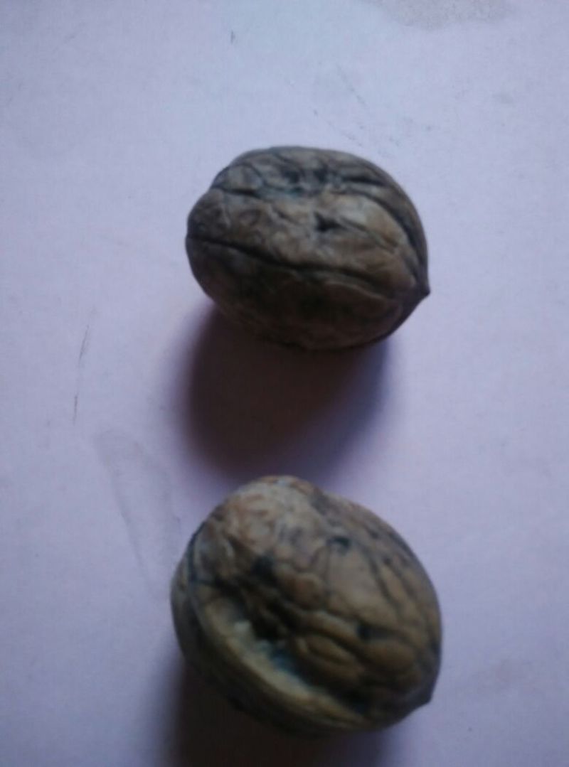 薄皮核桃30mm以上去皮