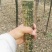国槐4~6cm4~6cm1~2米
