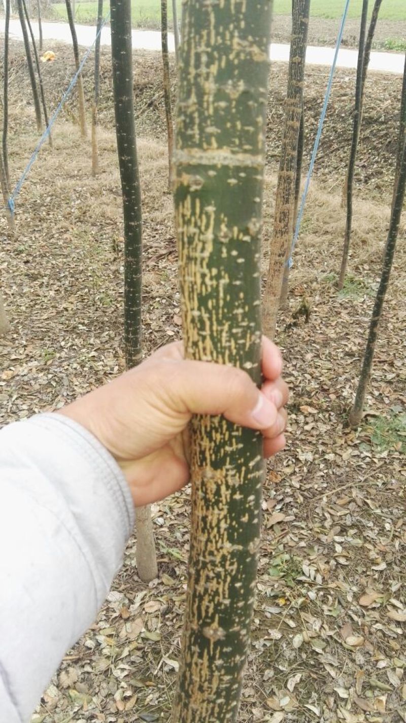 国槐4~6cm4~6cm1~2米