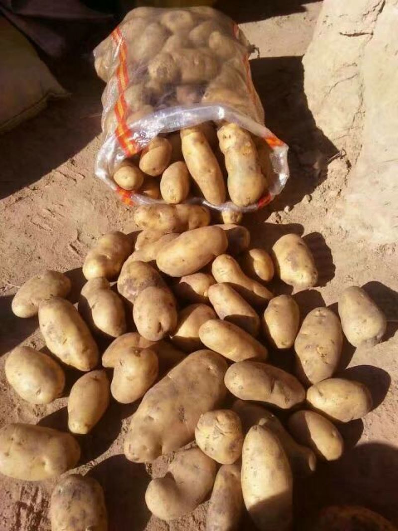 荷兰十五土豆2两以上货源充足，价格便宜