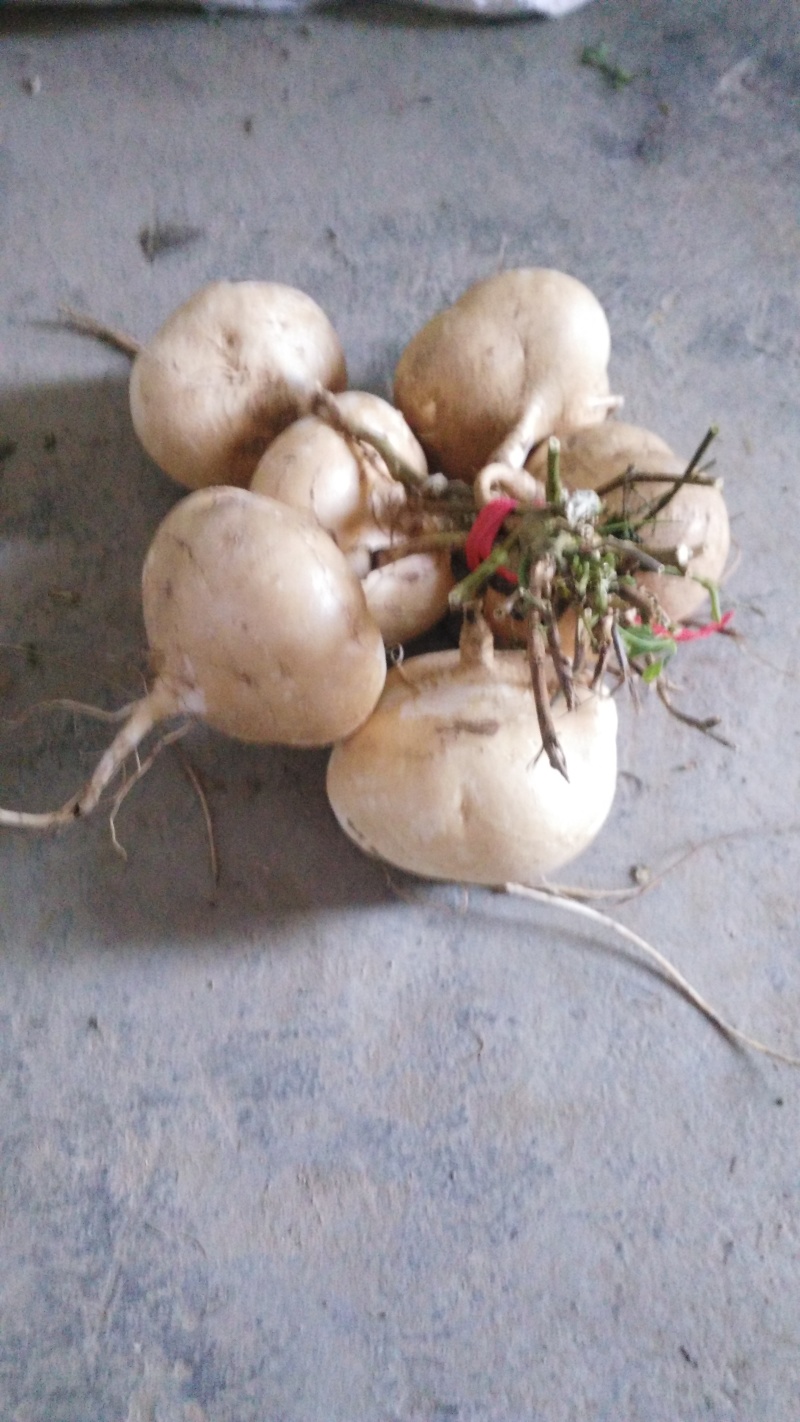 凉薯500~1000g广东徐闻新苗苟葛白地瓜应季节凉薯