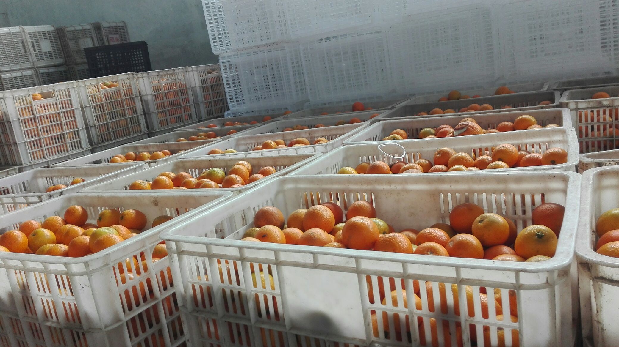 夏橙湖北宜昌市秭归县_批发_供应-一亩田农业