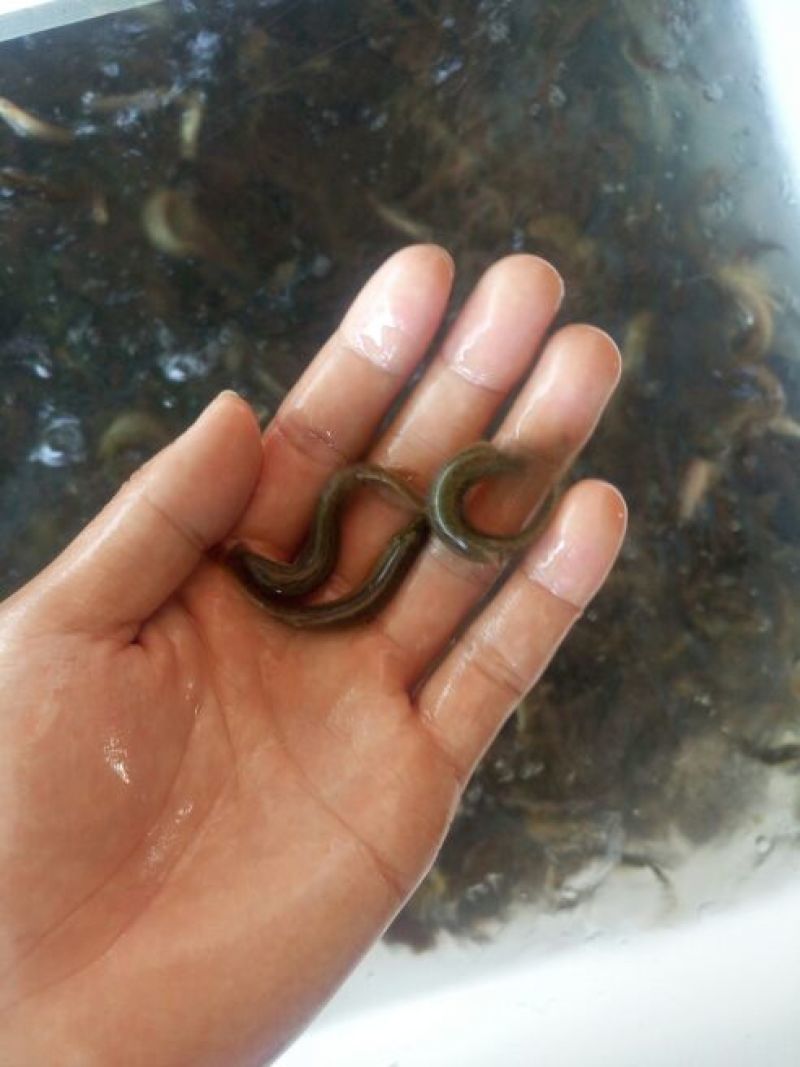 泥鳅苗可钓鱼用