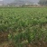 香水柠檬树苗