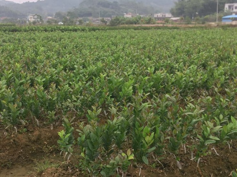 香水柠檬树苗