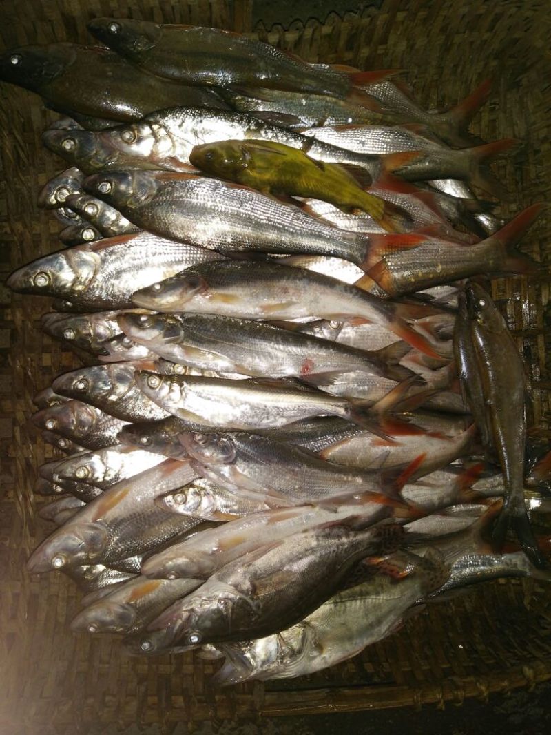 餐条鱼干