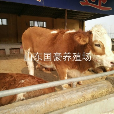 肉牛200~300斤