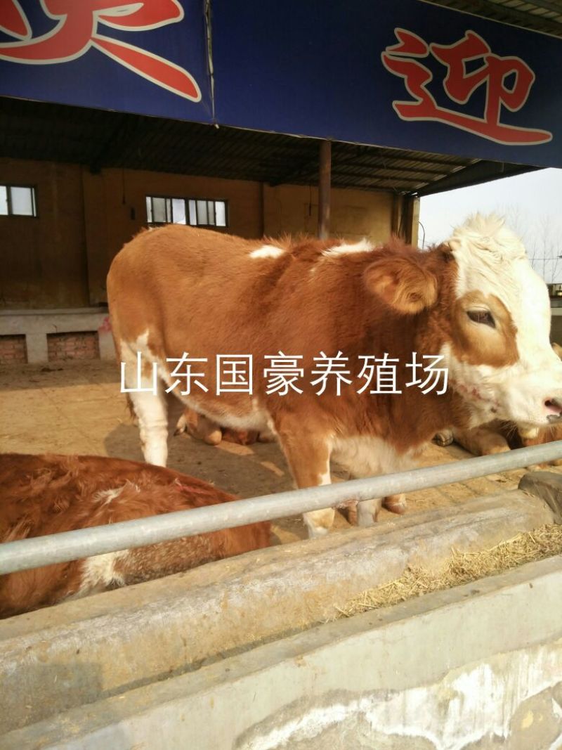肉牛200~300斤
