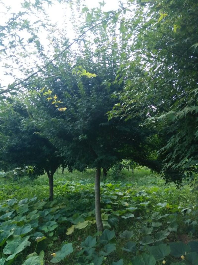 鸡爪槭苗80~100cm