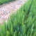 马尾松树苗30~50cm