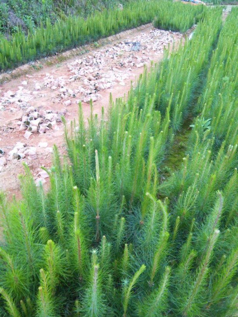 马尾松树苗30~50cm