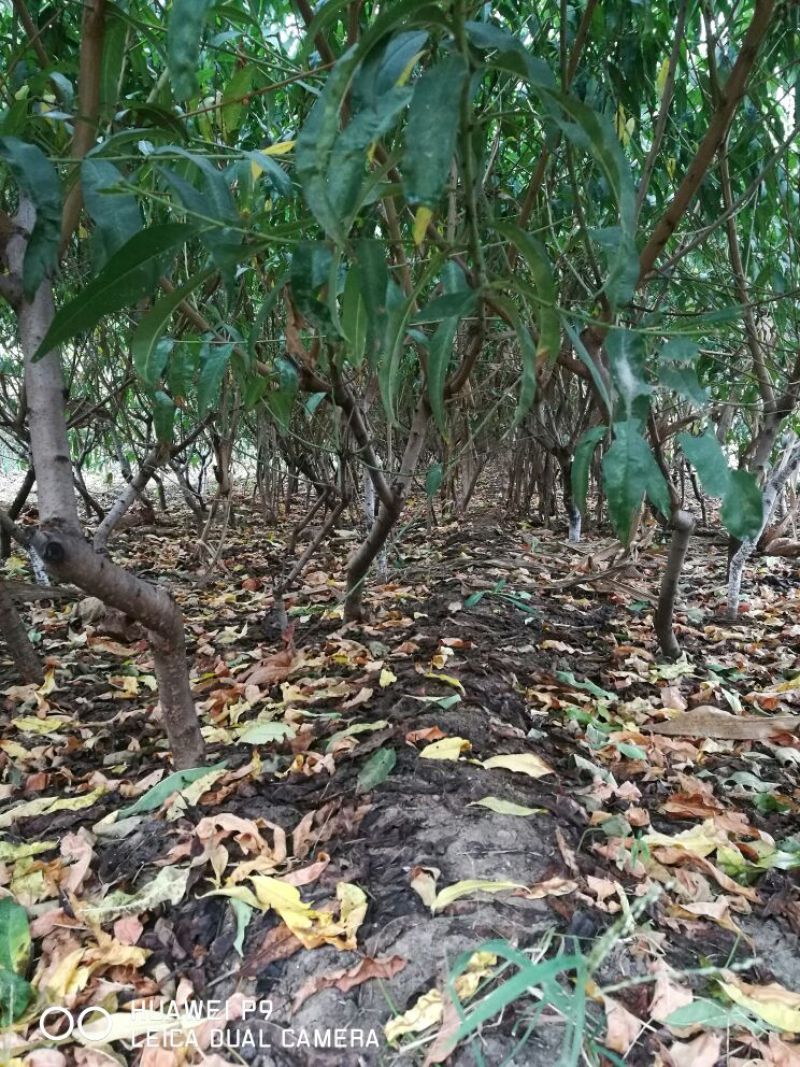 126油桃苗80cm以上嫁接油桃树苗健壮苗根系好货硬质