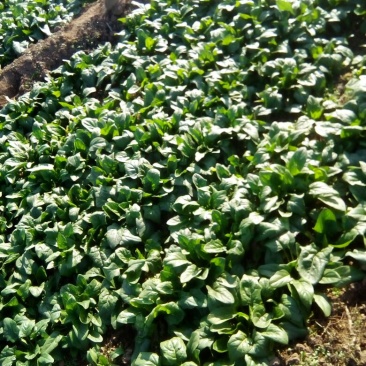 越冬菠菜15~20厘米