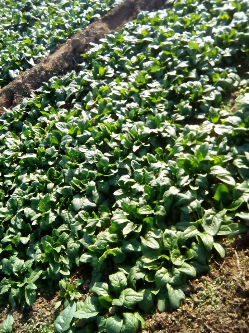 越冬菠菜15~20厘米