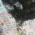油菜籽1