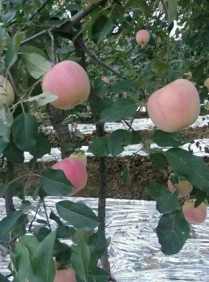 红富士苹果80mm以上膜袋