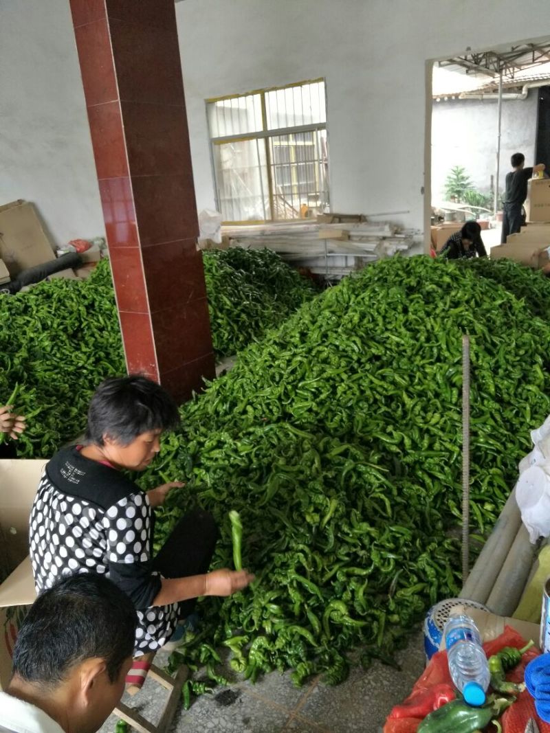 精品螺丝椒10~15厘米，质量上乘，产地直供，欢迎选