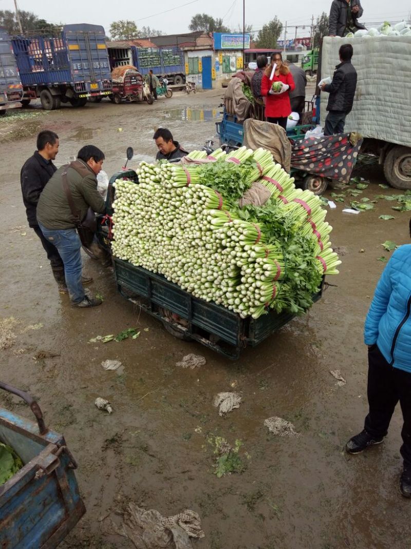 皇妃芹菜45cm以上