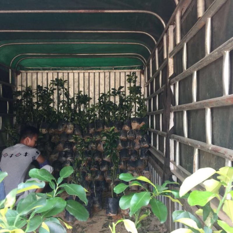 三红柚子苗