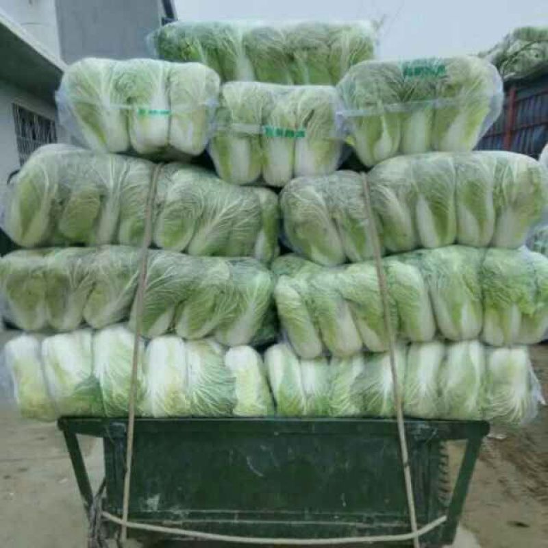【热卖】精品黄心菜白菜4~6斤，价格便宜，现货批发