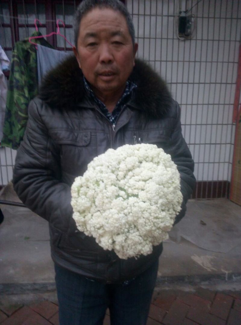 白花菜散装
