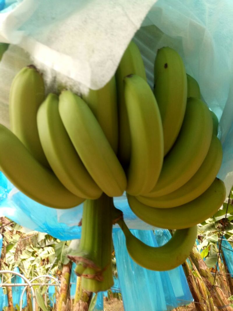 巴西香蕉七成熟