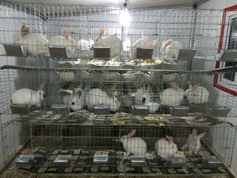 白玉獭兔