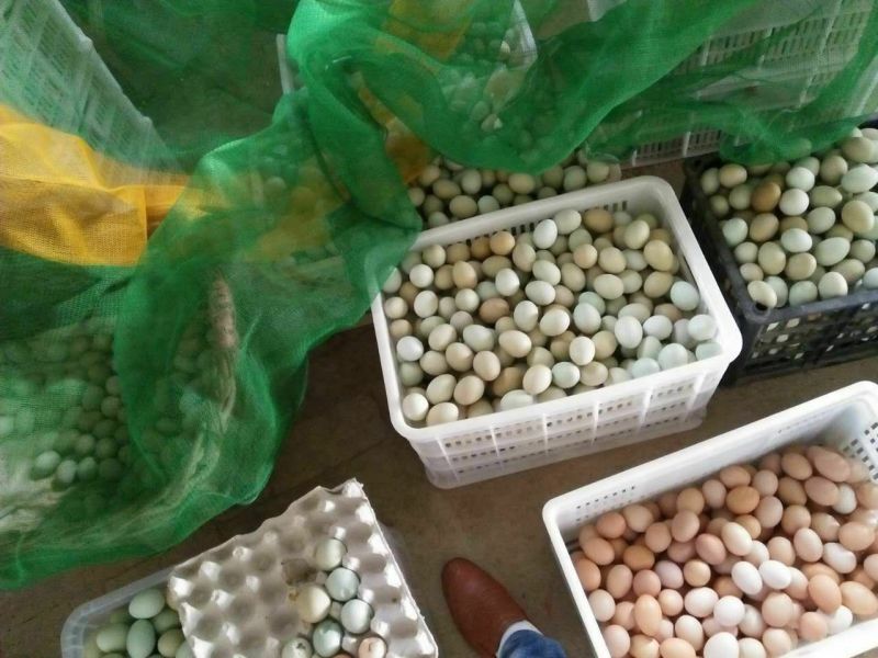 绿壳鸡蛋食用50g以下