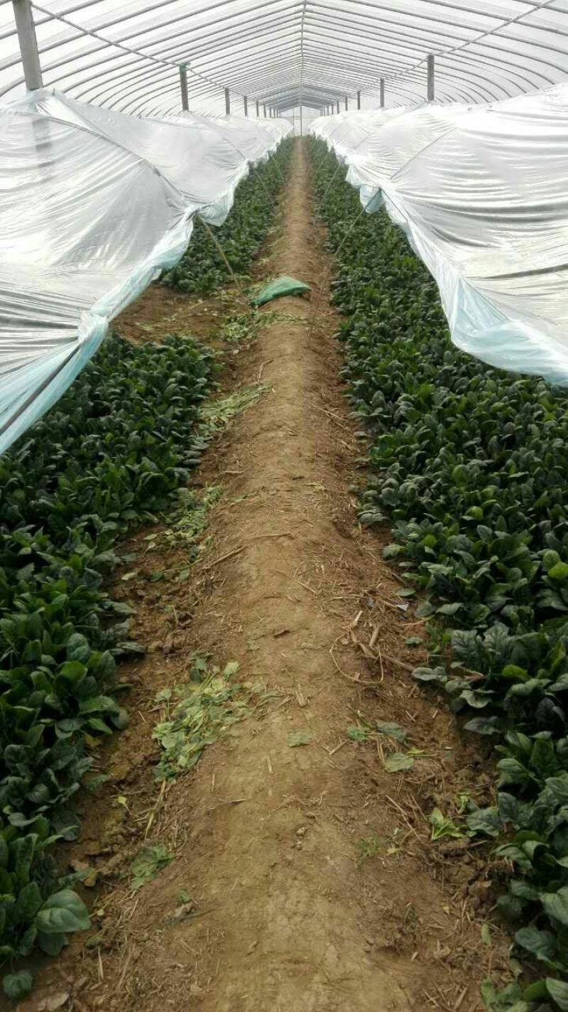 大叶菠菜20~25厘米