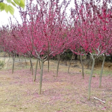 紫叶碧桃10~12cm1.5~2米