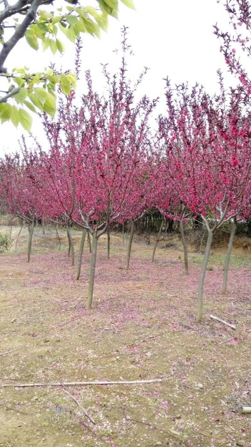 紫叶碧桃10~12cm1.5~2米