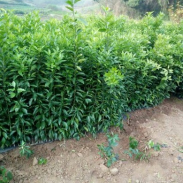 沃柑苗30~50cm