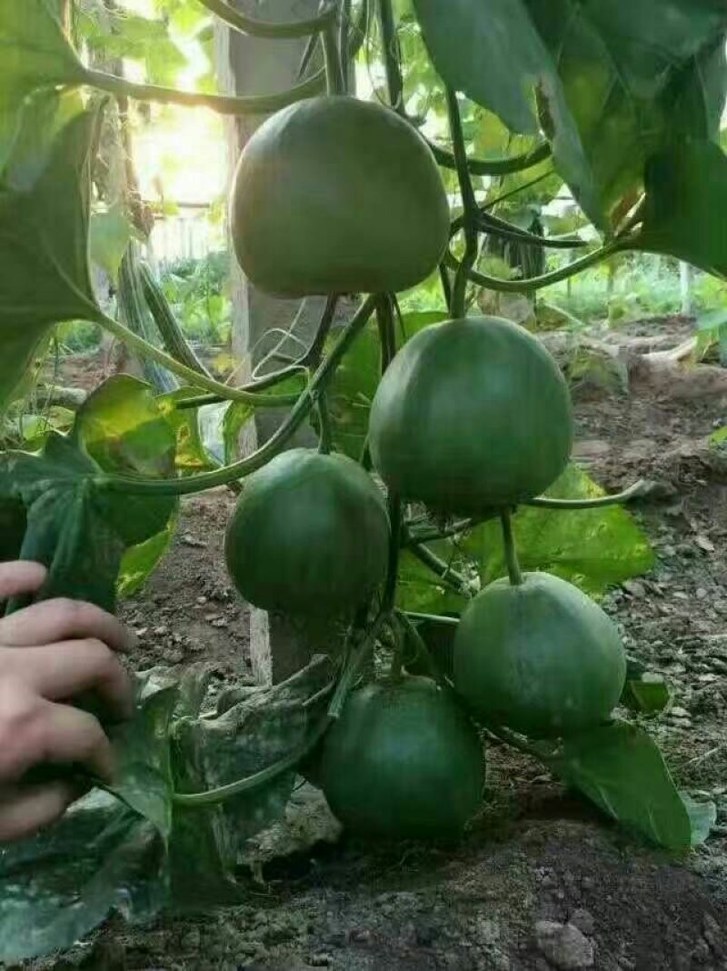 甜瓜苗
