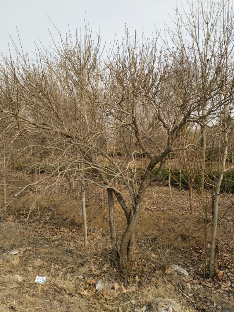白丁香16~18cm12~14cm3.5~4米