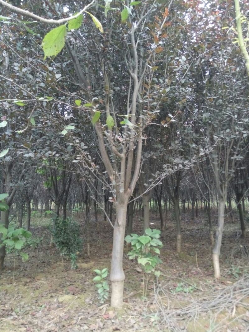 红叶李基地批发红叶李紫叶李6公分