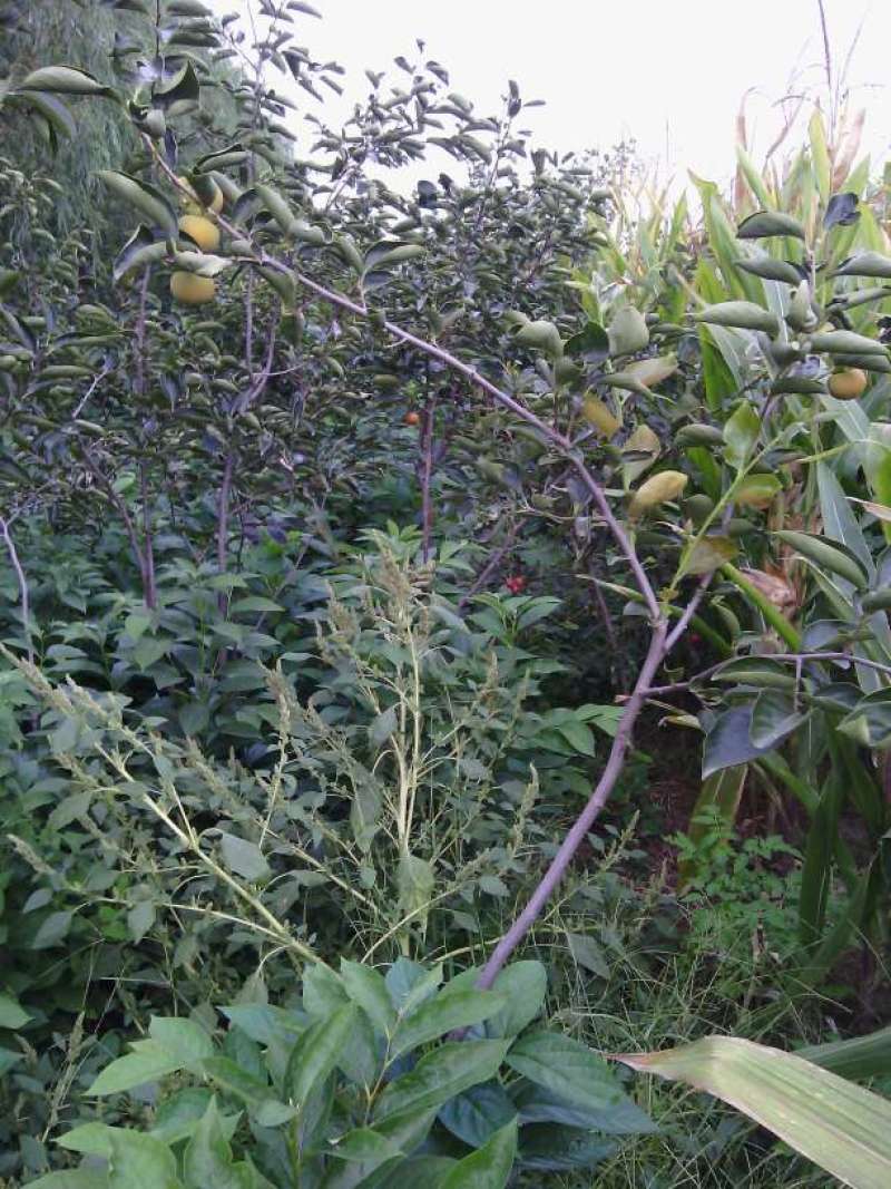 苹果树苗红富士苹果苗山西苹果树苗苹果树