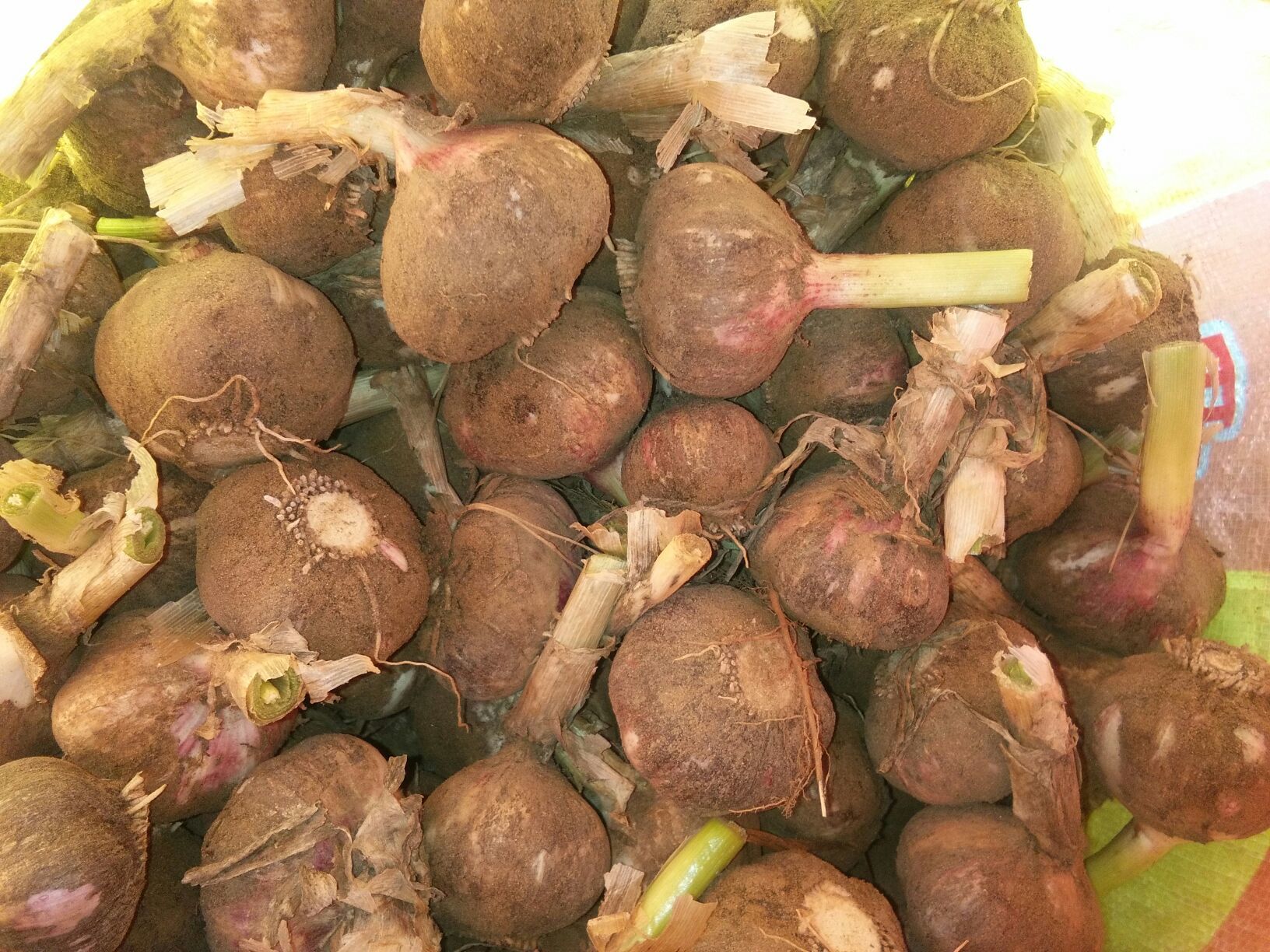 大蒜河南郑州市中牟县_批发_供应-一亩田农业